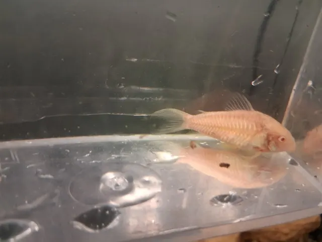 Datta