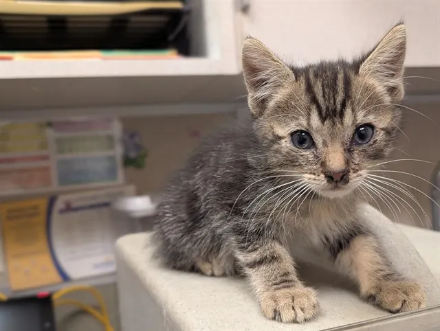 Adoptable Cat