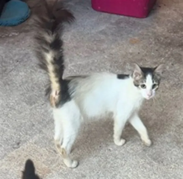 Adoptable Cat