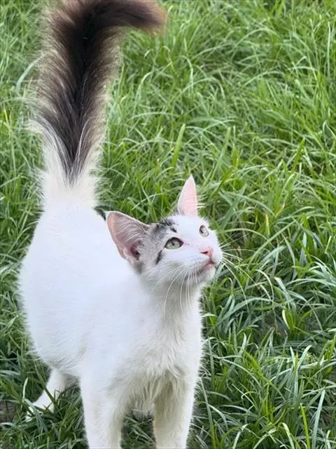 Adoptable Cat