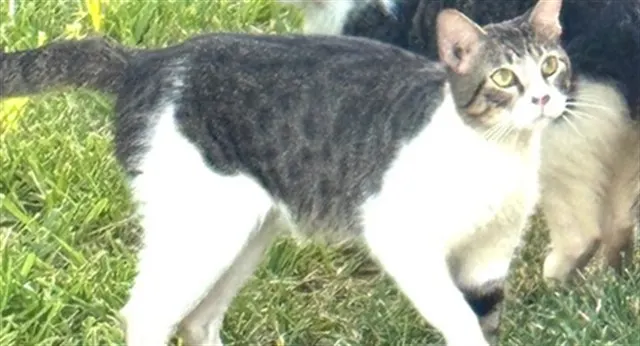 Adoptable Cat
