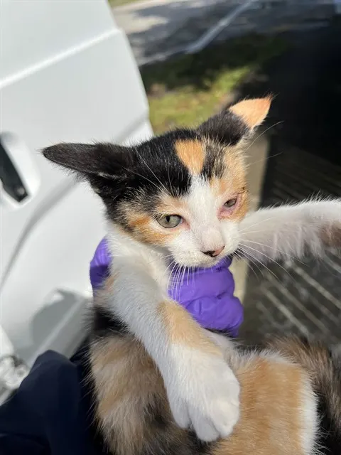 Kitkat