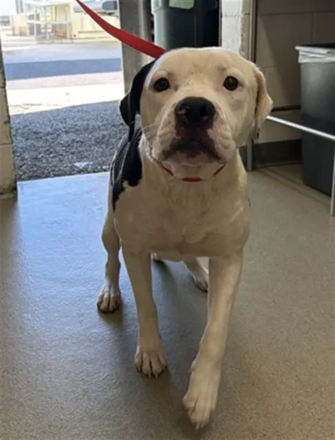 Adoptable Dog