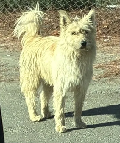 Skippy