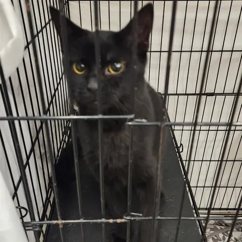 Bella