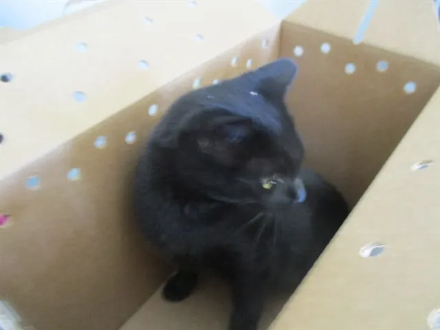 Banjo