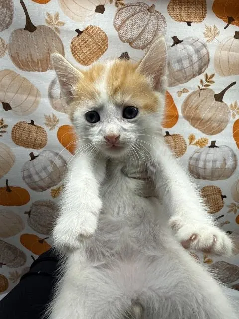 Louie