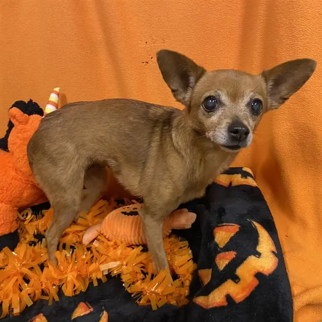 Adoptable Dog