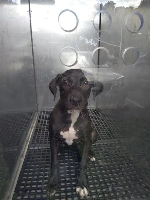 Adoptable Dog
