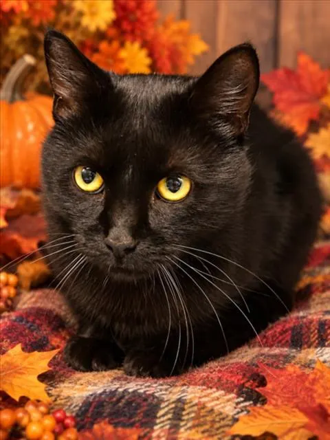 Myers