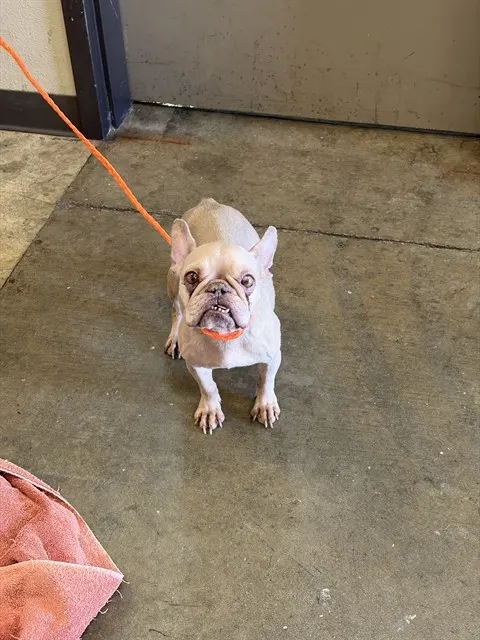 Daphne
