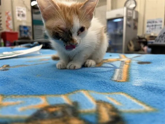 Adoptable Cat