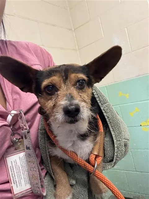 Adoptable Dog