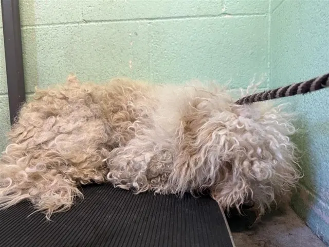 Adoptable Dog