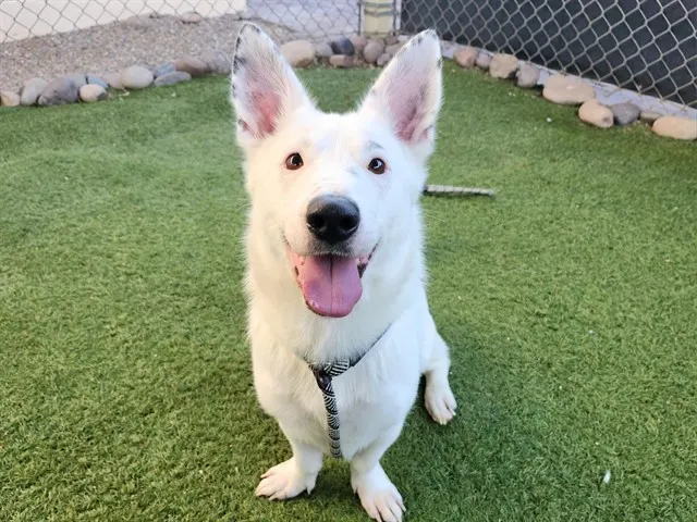 Piper