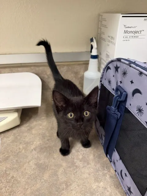 Adoptable Cat