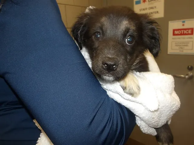 Adoptable Dog