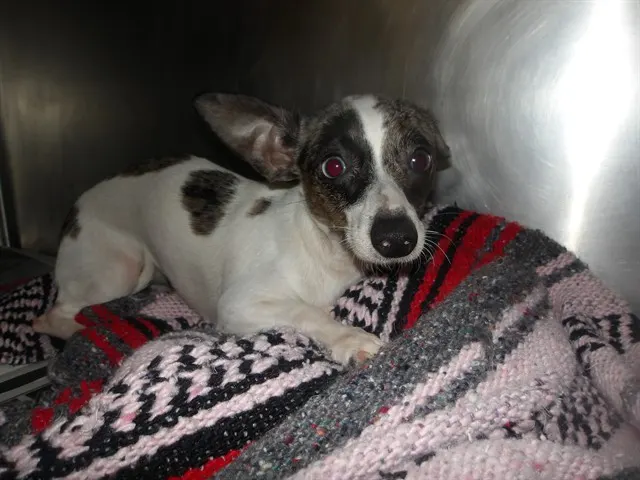 Adoptable Dog
