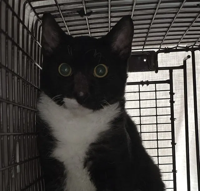 Adoptable Cat