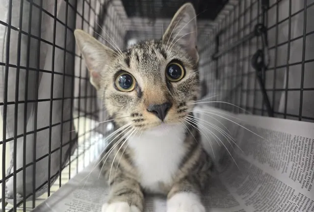 Adoptable Cat