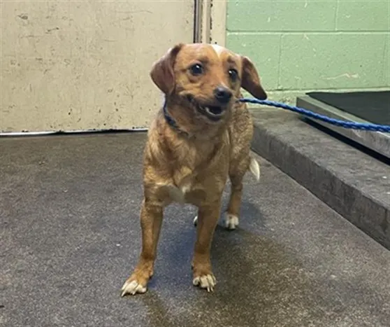 Adoptable Dog