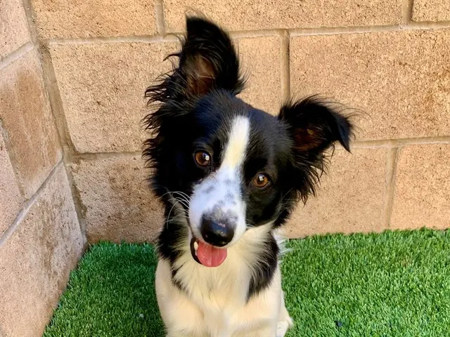 Adoptable Dog