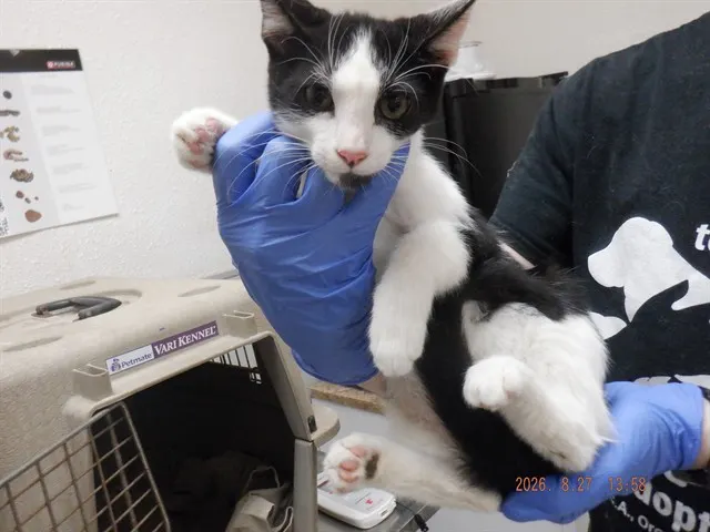 Felix