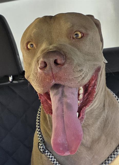 Diesel