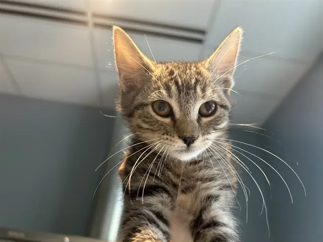 Tabitha