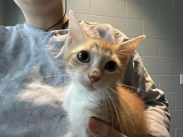 Creamsicle