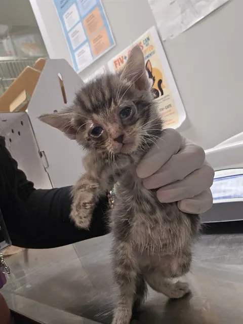 Adoptable Cat