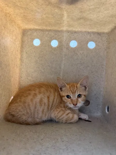 Adoptable Cat
