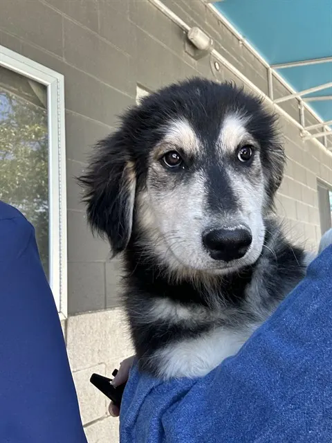 Adoptable Dog