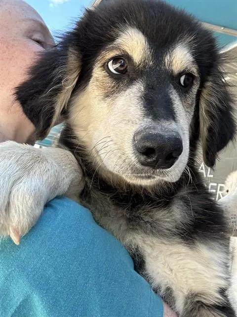 Adoptable Dog