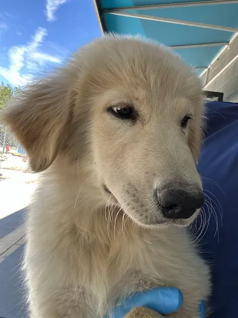 Adoptable Dog