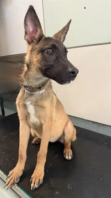 Adoptable Dog