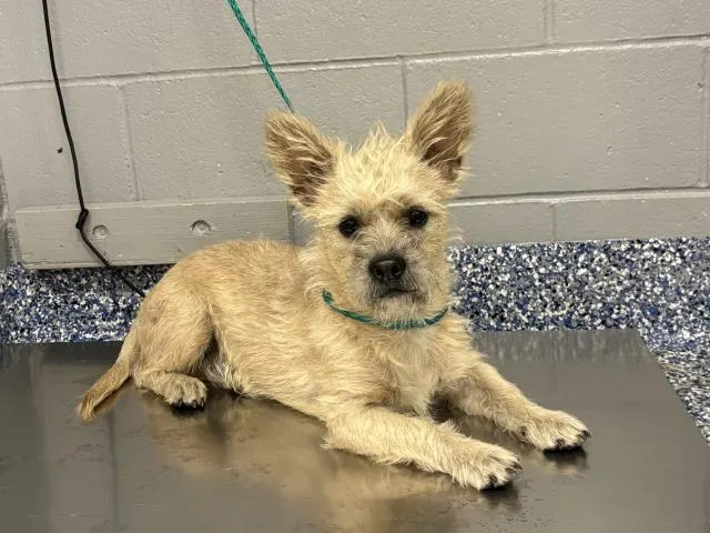 Scrappy
