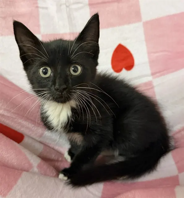 Adoptable Cat