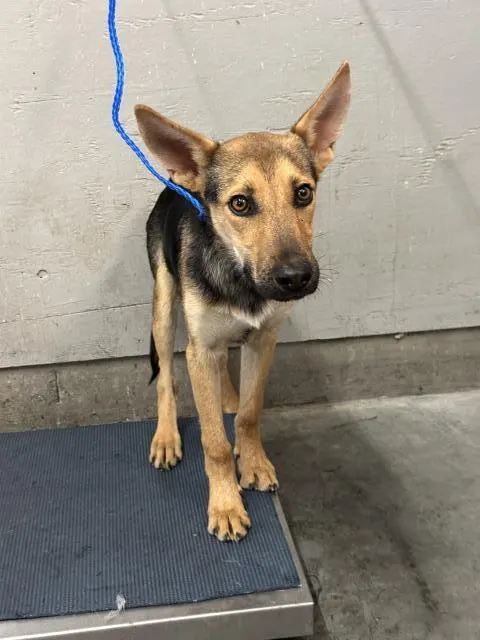 Adoptable Dog