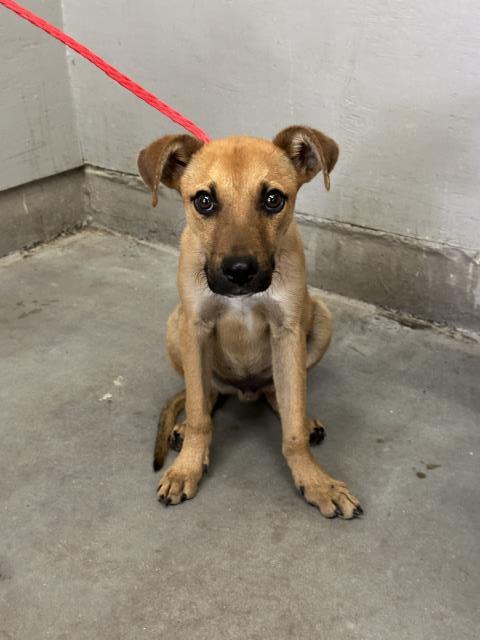 Adoptable Dog