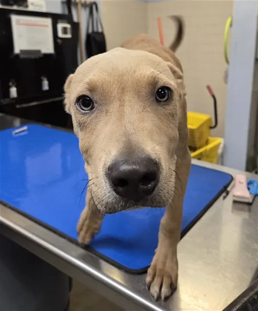 Roo