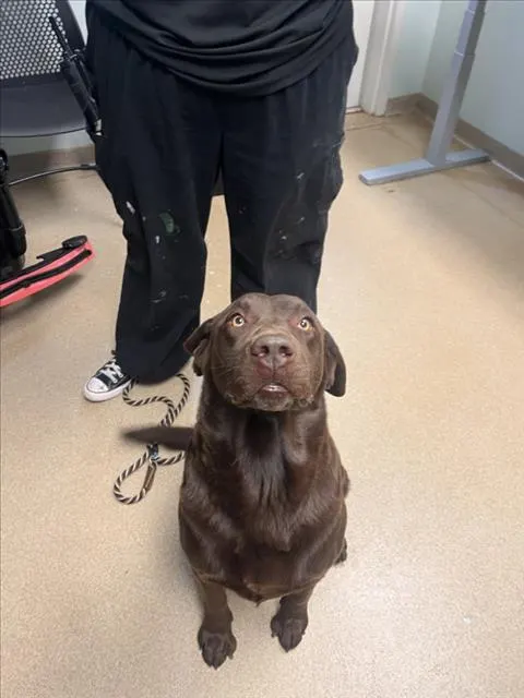 Yogi
