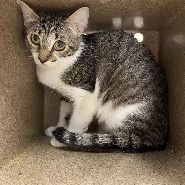 Adoptable Cat