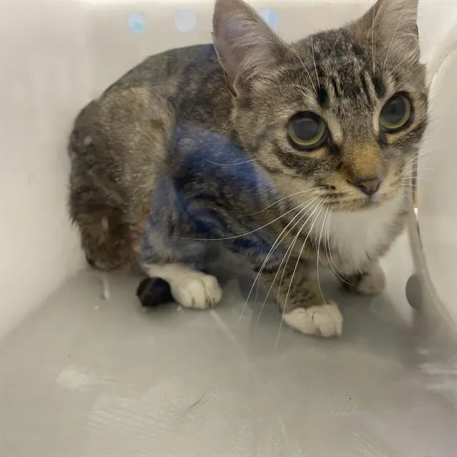 Adoptable Cat