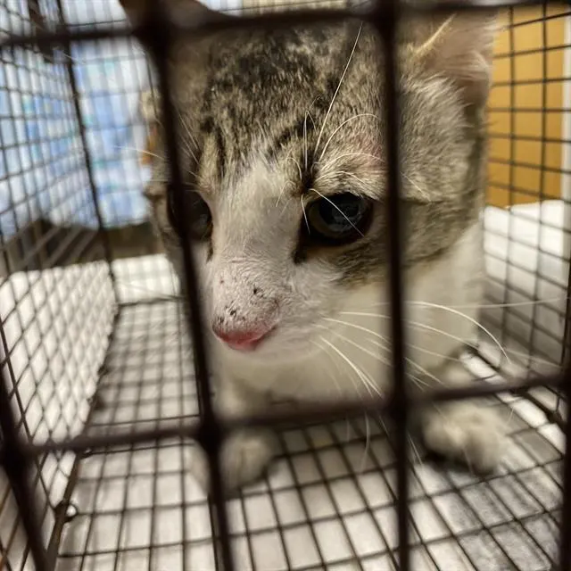 Adoptable Cat