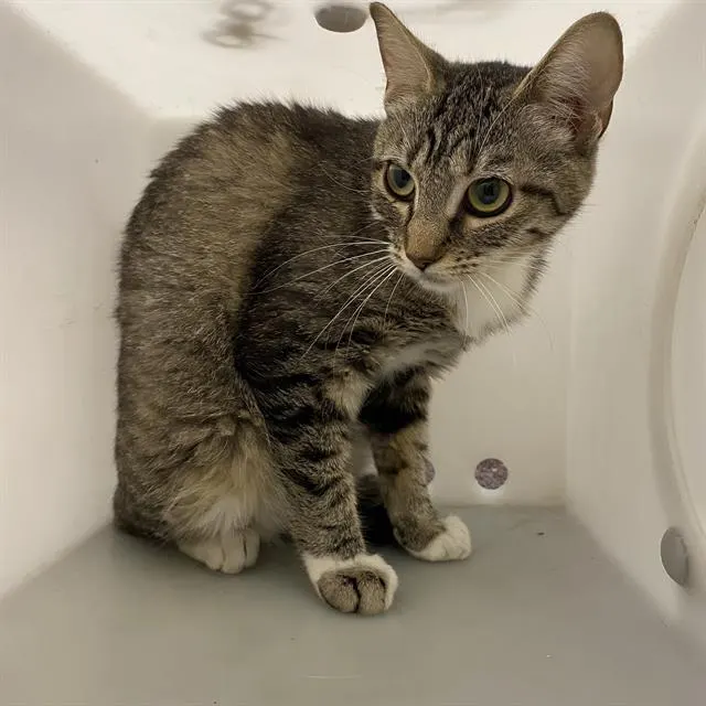 Adoptable Cat