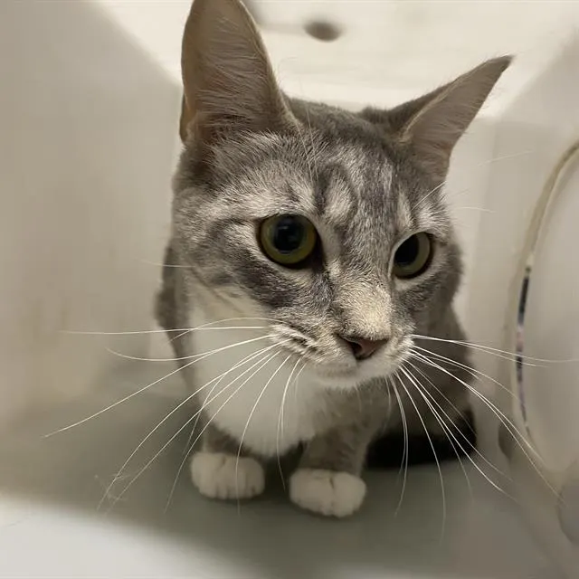 Adoptable Cat