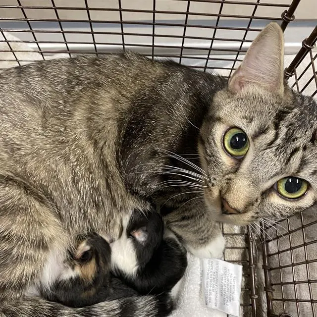 Adoptable Cat