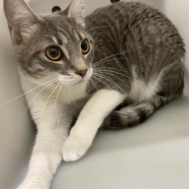 Adoptable Cat