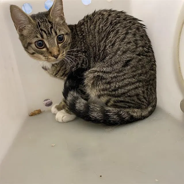 Adoptable Cat